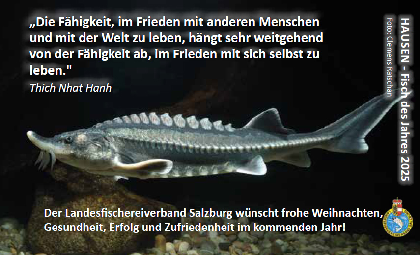 Sterlet als Fisch des Jahres 2025